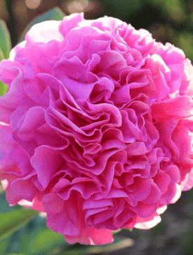 Peonijas hibrīda Carnation Bouquet. Peoniju gumi 1gab