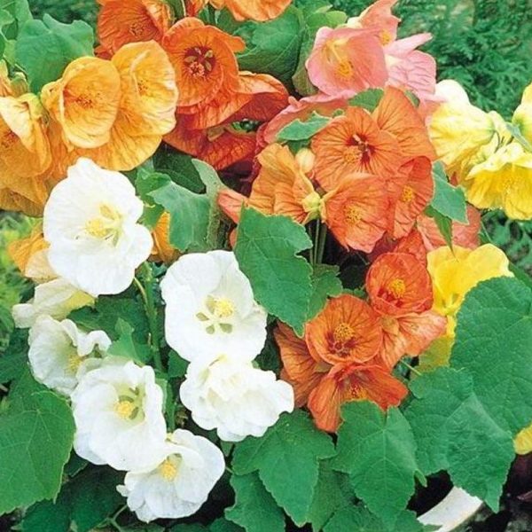Abutilon
