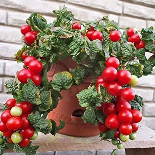 Tomāti zemie (podu) Tomfall 0,3g