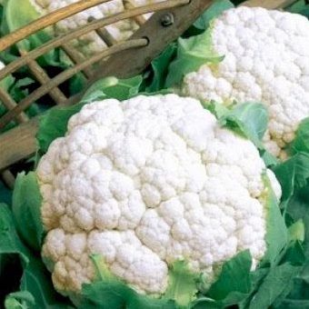 Ziedkāposti Freedom H 15gab