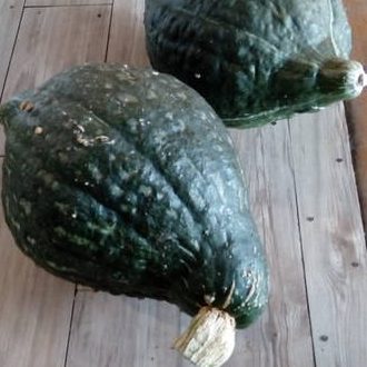 Ķirbis True Green Hubbard 3g