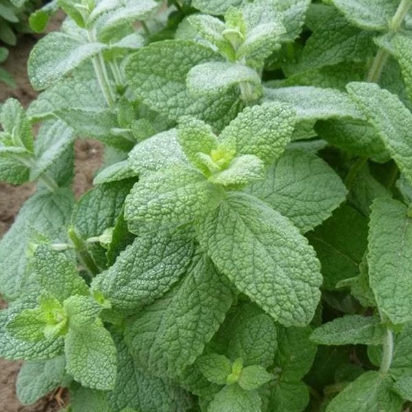 mentha-rotundifolia
