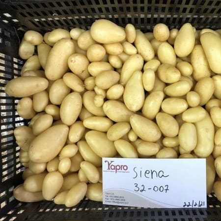 Kartupeļi Siena 1kg