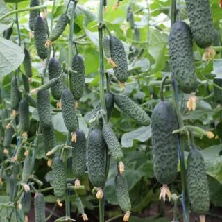 Gurķi Madrilene F1 12 sēklas