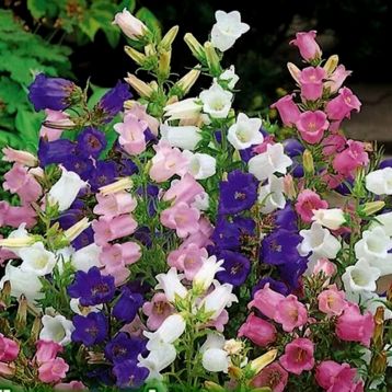 Pulkstenītes vidējās mix 01g