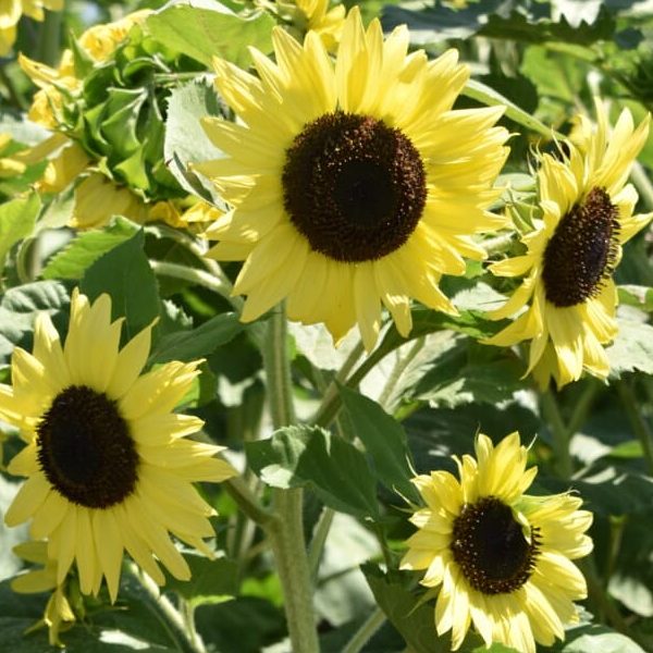 Saulespuķes Lemon Queen 2g