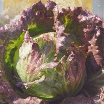 Salāti galviņu RED ICEBERG 1g