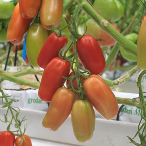 Tomāti SEVIOCARD F1 5 sēklas