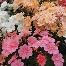 Левизия Elise Mix 10 gab