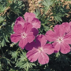 Герань кроваво-красная Vision Violet 10 gab