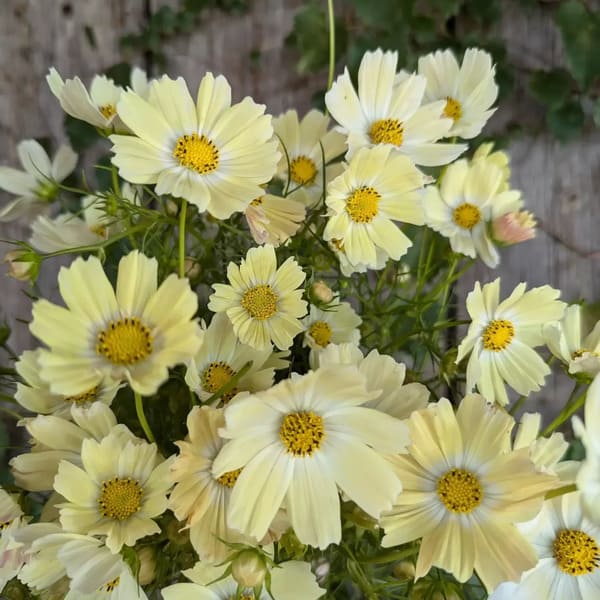 Kosmeja divplūksnu KIIRO 1g