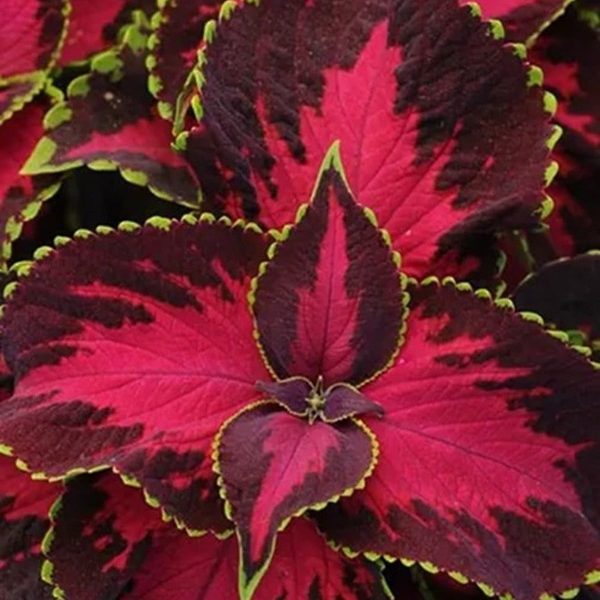 Coleus Solento Dark Cherry 5gab